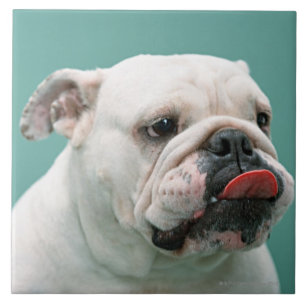 Bulldogg Kakelplatta