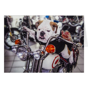 Bulldogg på motorcykeln hälsningskort