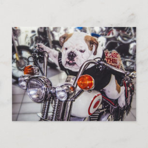 Bulldogg på motorcykeln vykort