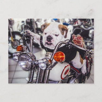 Bulldogg på motorcykeln vykort