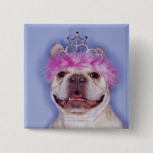 Bulldogg som ha på sig tiaraen knapp