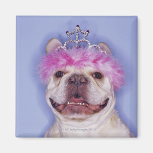Bulldogg som ha på sig tiaraen magnet