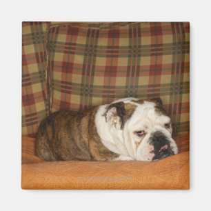 bulldogg som ljuger på en soffa magnet