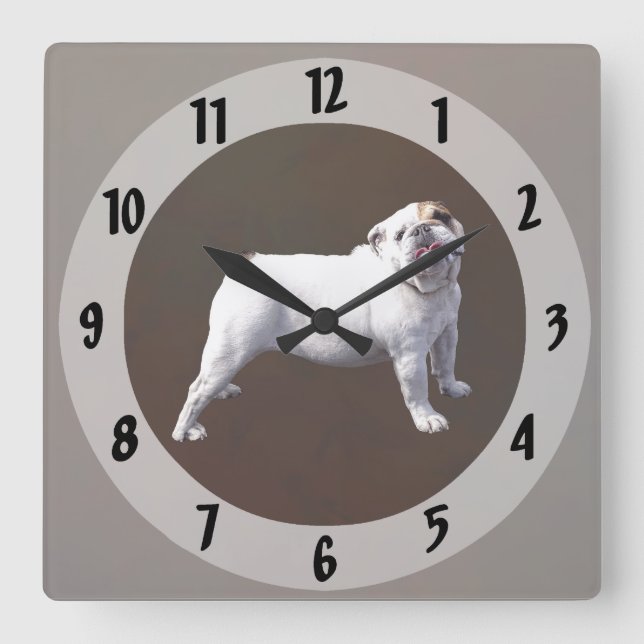 Bulldogg Står Stolt Fyrkantig Klocka (Framsida)