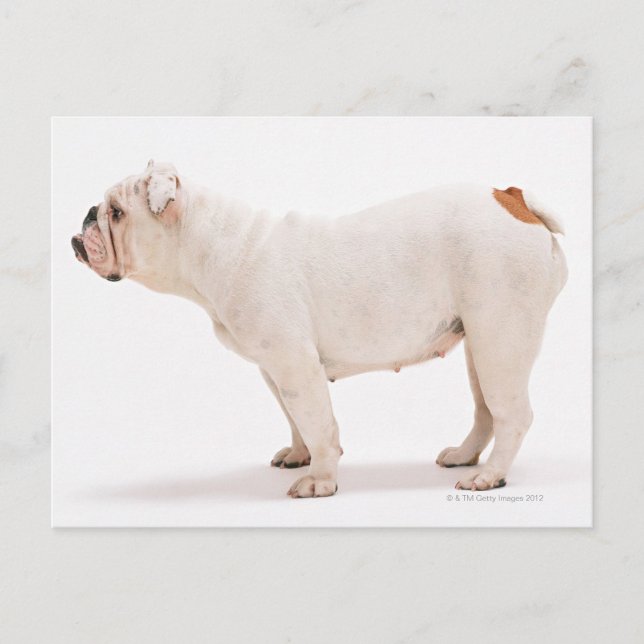 Bulldogg Vykort (Framsida)