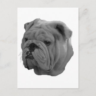 Bulldogg Vykort