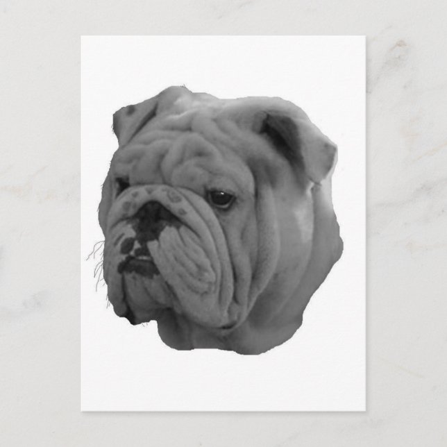 Bulldogg Vykort (Framsida)