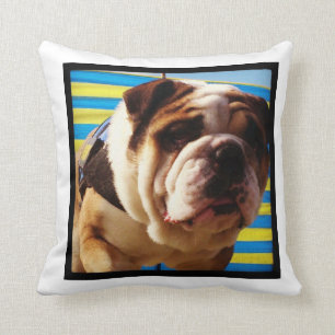 Bulldoggen dämpar kudde