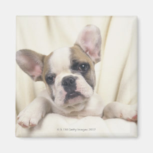 Bulldoggen som kallas ofta den engelska magnet