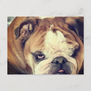 bulldoggens sura blick vykort