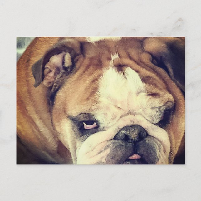 bulldoggens sura blick vykort (Framsida)