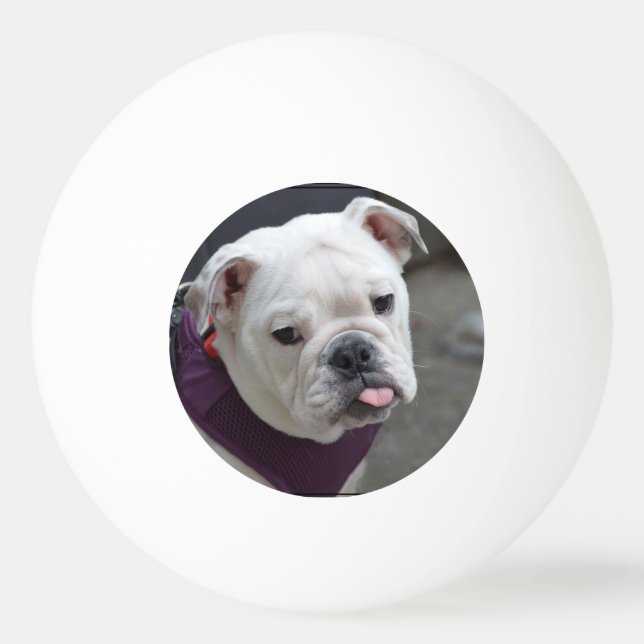 Bulldogggliring Pingisboll (Framsidan)