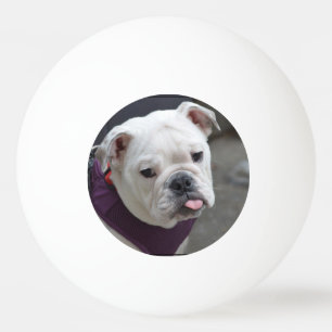 Bulldogggliring Pingisboll