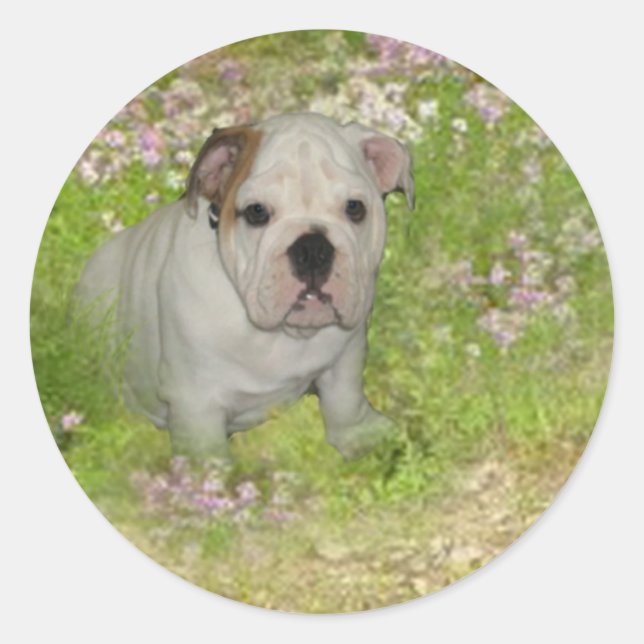Bulldoggklistermärke Runt Klistermärke (Framsida)