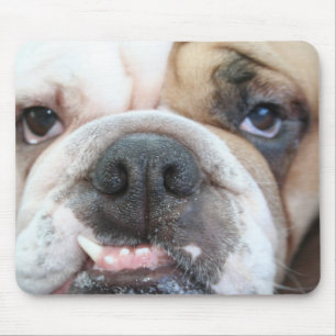 Bulldoggmusen vadderar musmatta