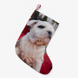 Bulldoggvalp Liten Julstrumpa