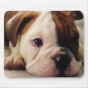 Bulldoggvalp Musmatta