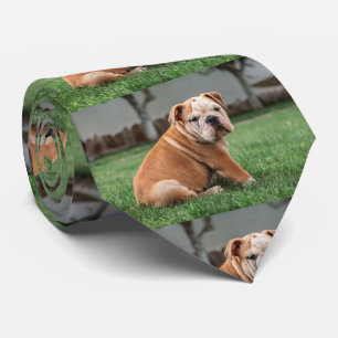bulldoggvalp röd och vit slips