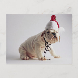 Bulldoggvalp som ha på sig den Santa hatten Helg Vykort