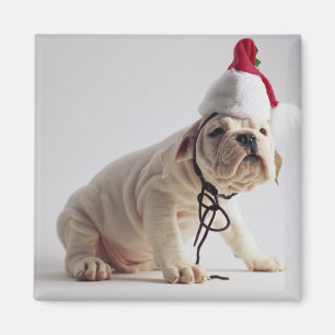 Bulldoggvalp som ha på sig den Santa hatten Magnet