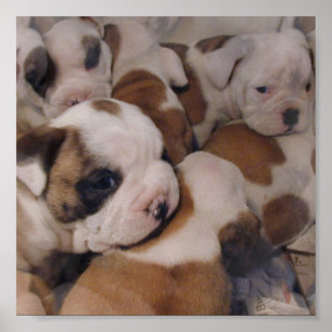 Bulldoggvalpaffisch Poster
