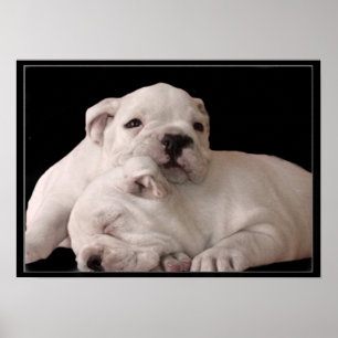 Bulldoggvalpaffisch Poster