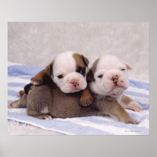 Bulldoggvalpar Poster