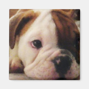 Bulldoggvalpmagnet Magnet