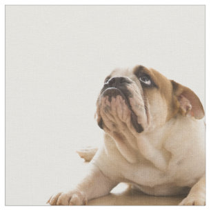 Bulldoggvalptyg Tyg
