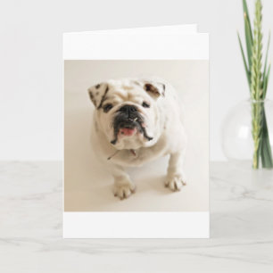bulldovit kort