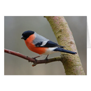 Bullfinch Hälsningskort