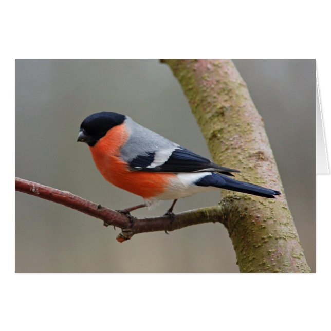 Bullfinch Hälsningskort (Framsidan Horizontal)
