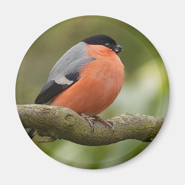 Bullfinch Magnet (Framsidan)
