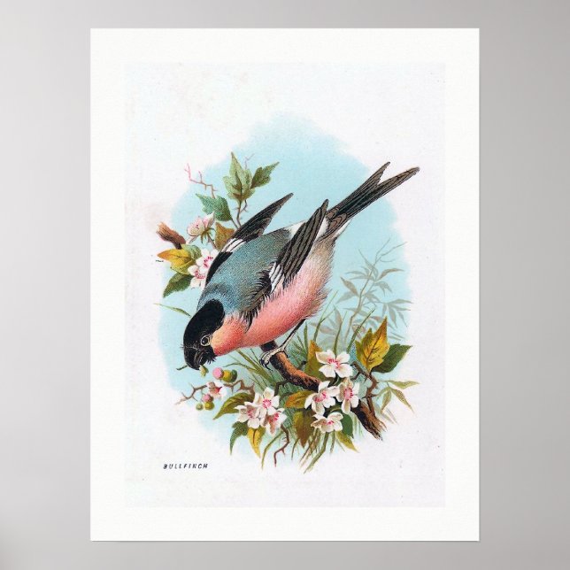 "Bullfinch" Poster (Framsidan)
