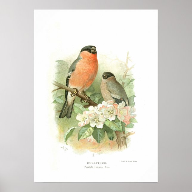 Bullfinch Poster (Framsidan)