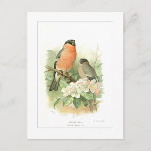 Bullfinch Vykort