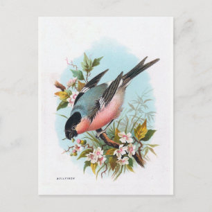 "Bullfinch" Vykort