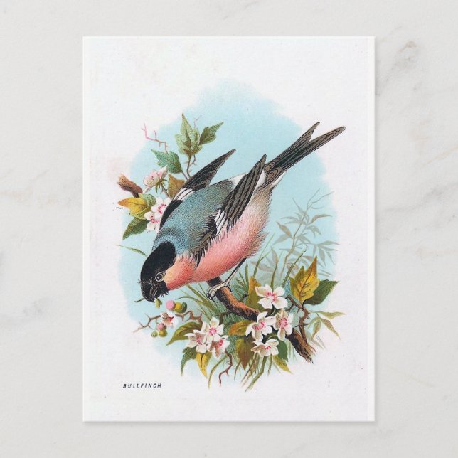 "Bullfinch" Vykort (Framsida)