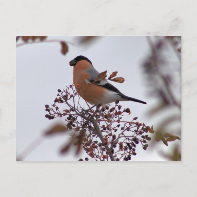 Bullfinch Vykort (Framsida)
