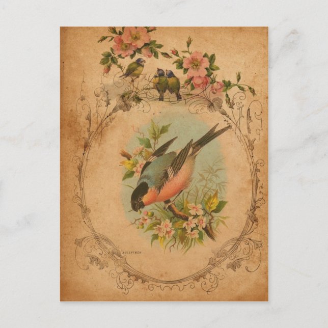 Bullfinch Vykort (Framsida)