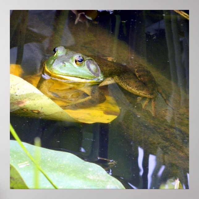 Bullfrog Bathing Beauty Poster (Framsidan)