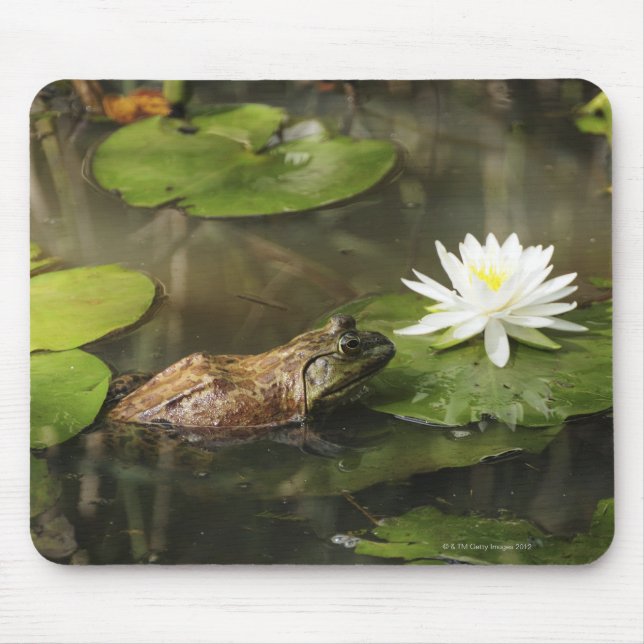 Bullfrog i Lily Pond Musmatta (Framsidan)