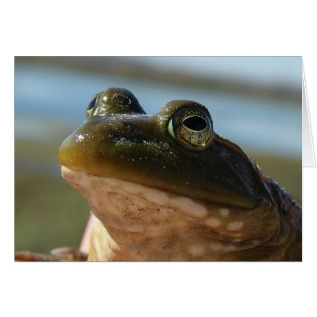 Bullfrog Photo, Prince Humor Hälsningskort (Framsidan Horizontal)