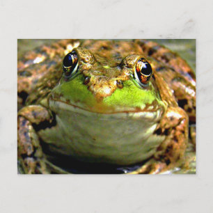Bullfrog Photo Vykort