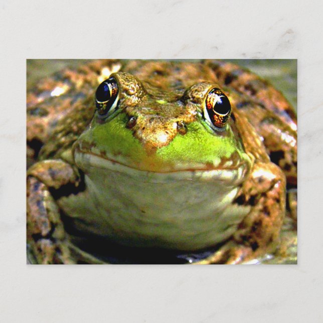 Bullfrog Photo Vykort (Framsida)