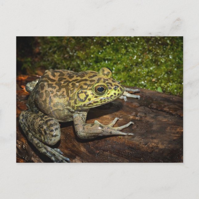 Bullfrog, Rana catesbeiana Vykort (Framsida)