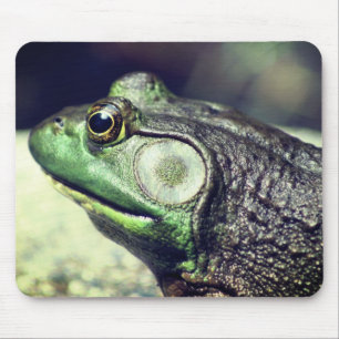 Bullfrog Thoughts Nature Musmatta