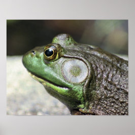 Bullfrog Thoughts Nature Poster