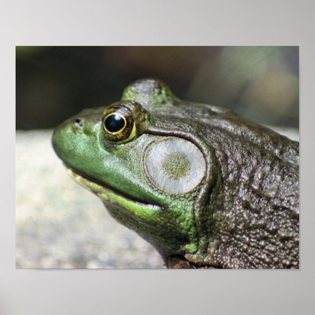 Bullfrog Thoughts Nature Poster (Framsidan)