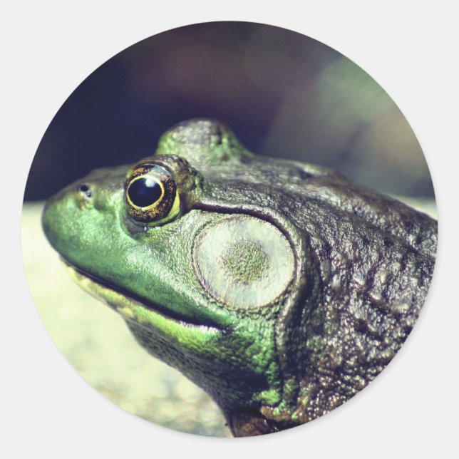 Bullfrog Thoughts Nature Runt Klistermärke (Framsida)